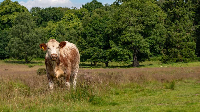 Longhorn cattle grazing in a field at Clumber Park